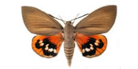 Paysandisia archon (Lepidoptera). Origen: Suramerica