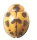 Coccinellidae n sp.jpg