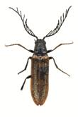 Elateridae Grecia.tif