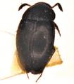 Dissochaetus truncatus.tif
