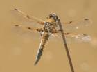 Libellula quedrimaculata.tif