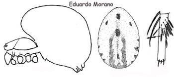 mangora