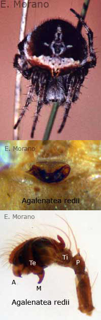 agalenatea