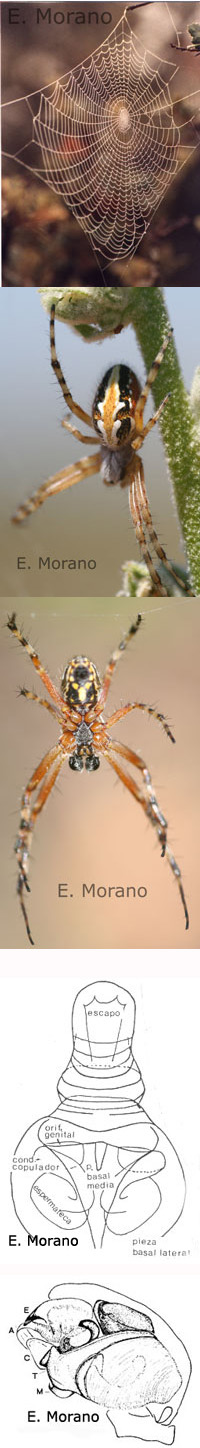 araneidae