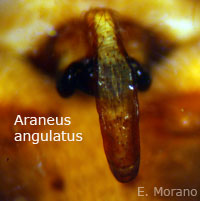 fig 10