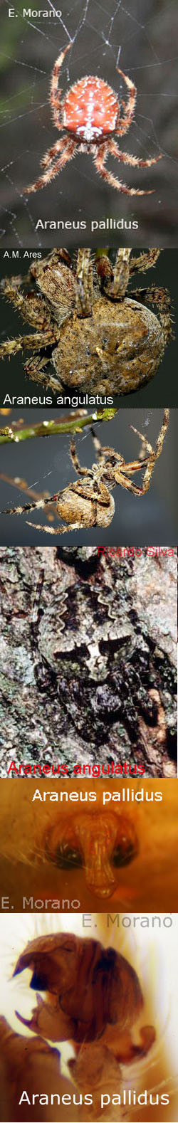 araneus
