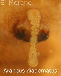 epigino