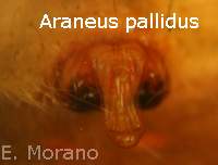 epigino