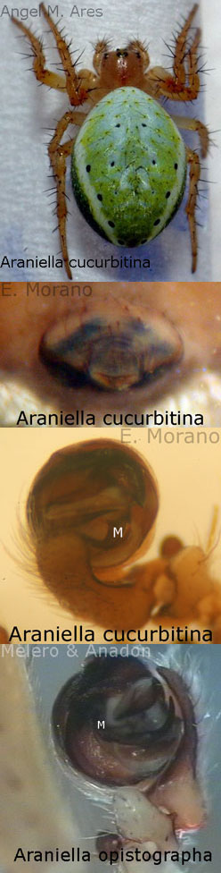 araniellla