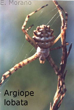 lobata