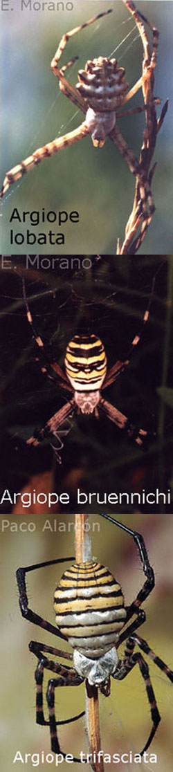 argiope