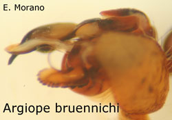 bulbo