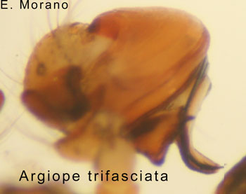 bulbo trifasciata
