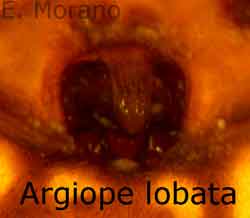epigino
