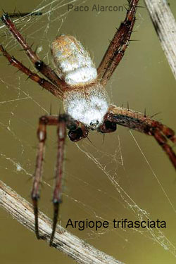 trifasciata