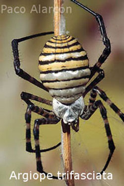 trifasciata