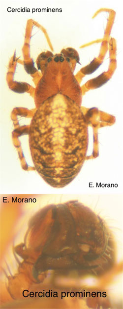 cercidia