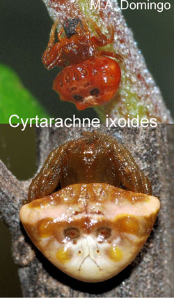 cyrtarachne