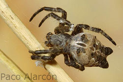 cyrtophora