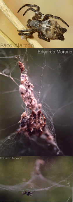 cyrtophora