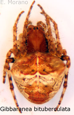 bituberculata
