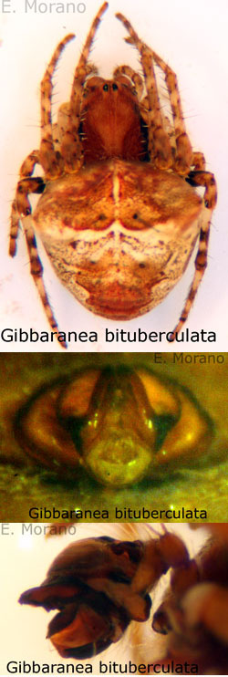 gibbaranea