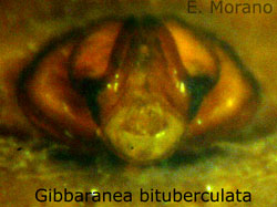 bituberculata