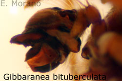 bulbo