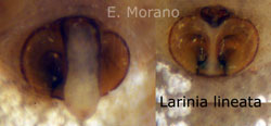 epigino