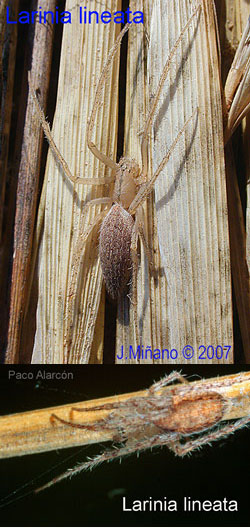 larinia