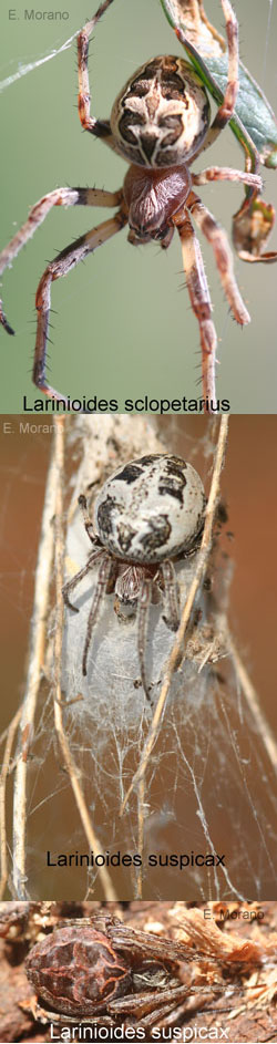 larinioides