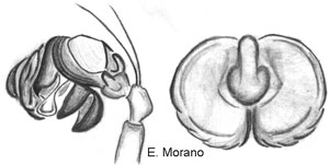 org. copuladores