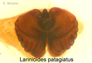 epigino