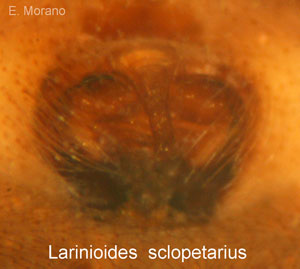 epigino