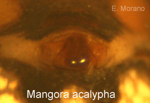epigino