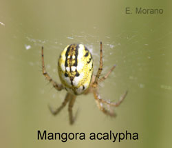 mangora