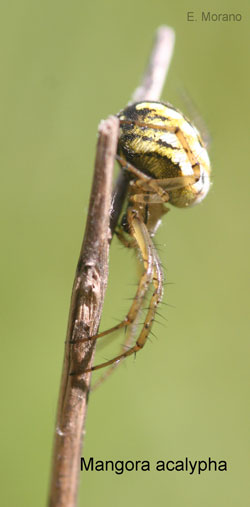 mangora