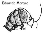 bulbo