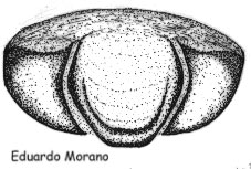 epigino