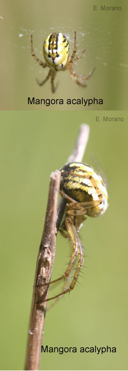 mangora
