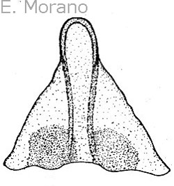 epigino