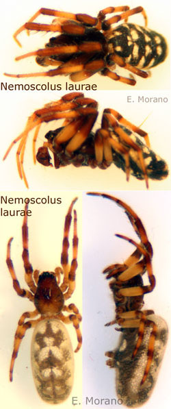nemoscolus