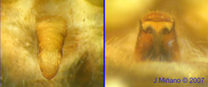 epigino
