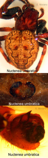 nuctenea