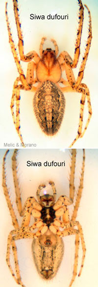siwa
