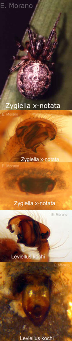 zygiella
