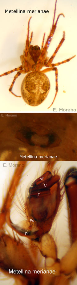 metellina