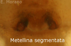 epigino