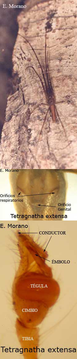 tetragnatha