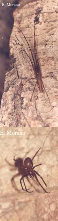 tetragnatidos